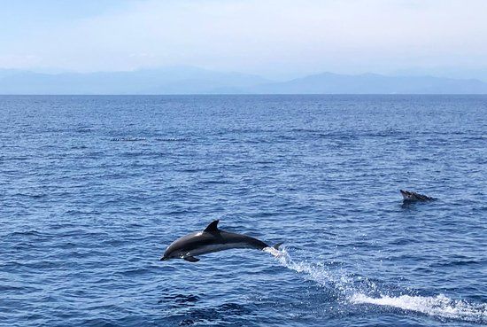 Santuario dei Cetacei
